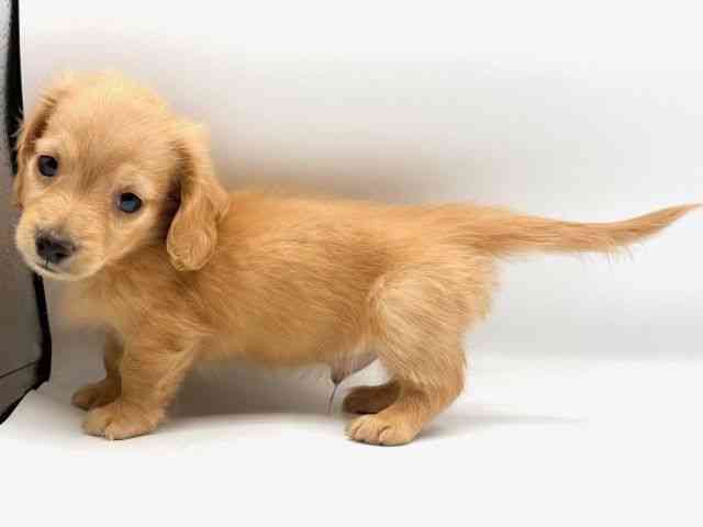 愛知県のミニチュアダックスフンド(ロング) (ひごペットフレンドリープライムツリー赤池店/2025年12月5日生まれ/男の子/イエロー)の子犬の3枚目の画像