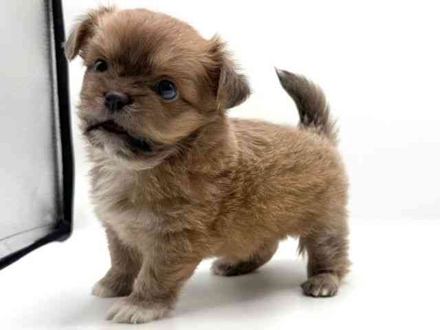 愛知県のチワズー/チワシーズ(チワワ×シーズー) (ひごペットフレンドリープライムツリー赤池店/2025年12月7日生まれ/男の子/フォーン)の子犬の3枚目の画像