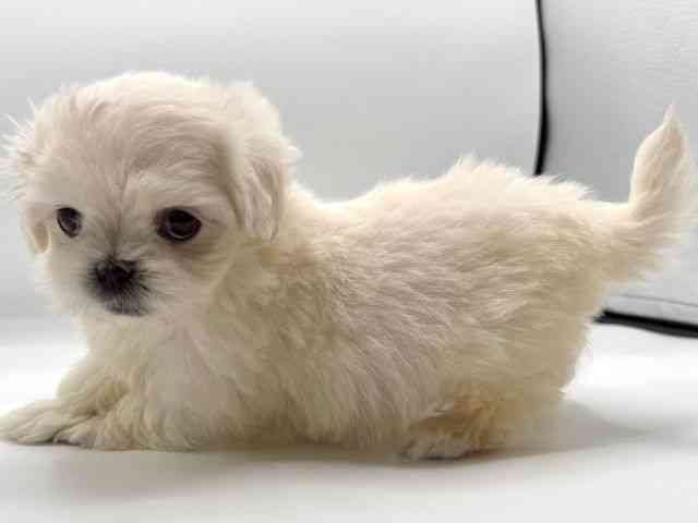 愛知県のペキマル/マルペキ(ペキニーズ×マルチーズ) (ひごペットフレンドリープライムツリー赤池店/2025年12月7日生まれ/女の子/ホワイト)の子犬の3枚目の画像