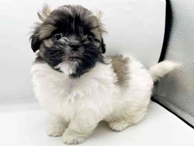 奈良県のペキマル/マルペキ(ペキニーズ×マルチーズ) (ひごペットフレンドリートナリエ大和高田店/2025年12月7日生まれ/女の子/ホワイトゴールド)の子犬の3枚目の画像