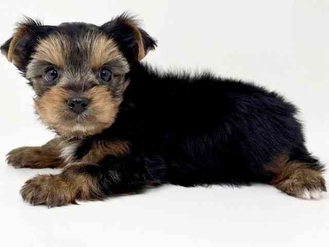 京都府のヨークシャーテリア (ひごペットフレンドリーイズミヤショッピングセンター八幡店/2025年12月7日生まれ/男の子/スチールブルータン)の子犬の3枚目の画像