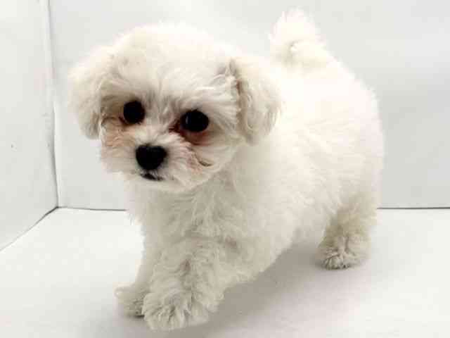 兵庫県のビションフリーゼ (ひごペットフレンドリークラウンパーク伊丹店/2025年12月7日生まれ/女の子/ホワイト)の子犬の3枚目の画像