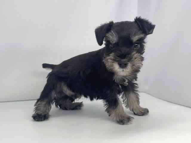 兵庫県のミニチュアシュナウザー (ひごペットフレンドリーイオンタウン加古川店/2025年12月7日生まれ/男の子/ブラックシルバー)の子犬の3枚目の画像