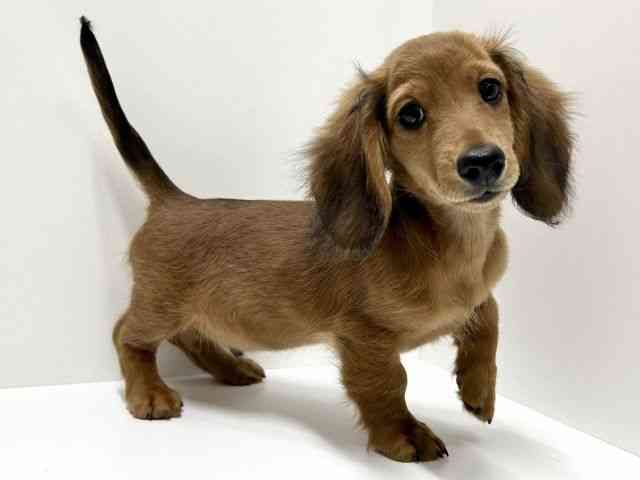 愛知県のカニンヘンダックスフンド(ロング) (ひごペットフレンドリーららぽーと名古屋みなとアクルス店/2025年12月7日生まれ/男の子/シェーデットレッド)の子犬の3枚目の画像