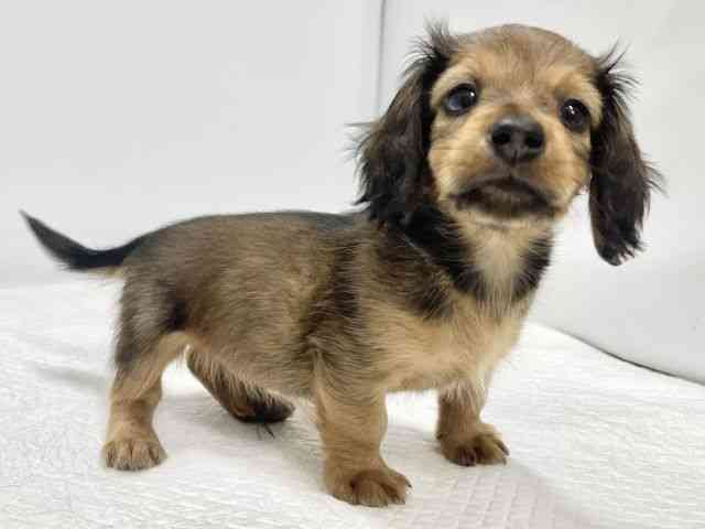 高知県のカニンヘンダックスフンド(ロング) (ひごペットフレンドリーイオンモール高知店/2025年12月7日生まれ/男の子/シェーデットレッド)の子犬の3枚目の画像