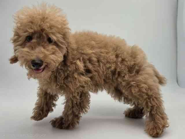 島根県のトイプードル(トイ) (ひごペットフレンドリーイオンモール出雲店/2025年12月7日生まれ/男の子/レッド)の子犬の3枚目の画像