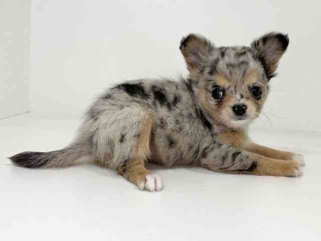 兵庫県のチワワ(ロング) (ひごペットフレンドリーイトーヨーカドー明石店/2025年12月7日生まれ/女の子/ブルーマール)の子犬の3枚目の画像