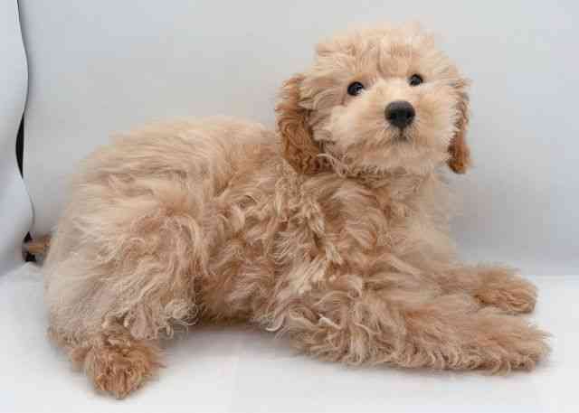 島根県のトイプードル(トイ) (ひごペットフレンドリーイオン松江ショッピングセンター店/2025年12月9日生まれ/男の子/クリーム)の子犬の3枚目の画像