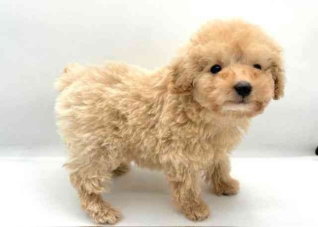 島根県のトイプードル(トイ) (ひごペットフレンドリーイオン松江ショッピングセンター店/2025年12月9日生まれ/男の子/クリーム)の子犬の3枚目の画像