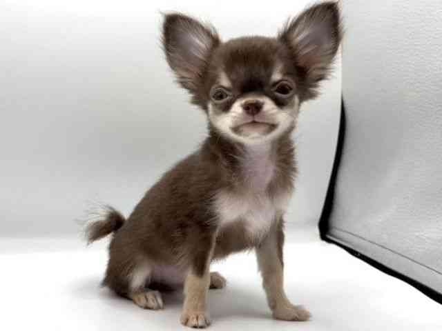 愛知県のチワワ(ロング) (ひごペットフレンドリープライムツリー赤池店/2025年12月9日生まれ/男の子/チョコレートタンホワイト)の子犬の3枚目の画像