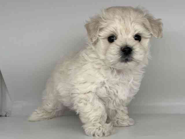 徳島県のマルプー(マルチーズ×プードル) (ひごペットフレンドリーゆめタウン徳島店/2025年11月25日生まれ/男の子/クリーム)の子犬の3枚目の画像