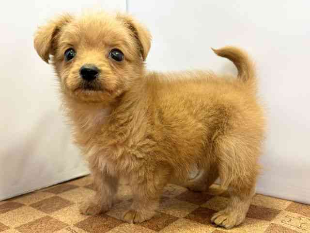 愛媛県のチワプー/プーチー(チワワ×プードル) (ひごペットフレンドリーエミフルMASAKI店/2025年12月9日生まれ/男の子/レッド)の子犬の3枚目の画像