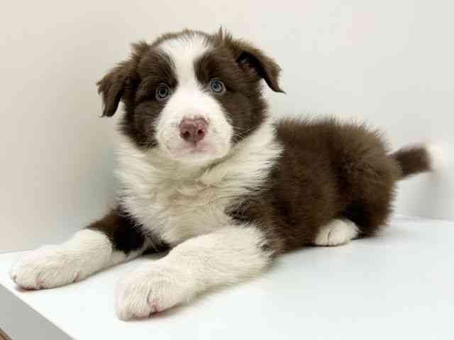 兵庫県のボーダーコリー (ひごペットフレンドリーブルメールHAT神戸店/2025年12月7日生まれ/男の子/チョコレートホワイト)の子犬の3枚目の画像