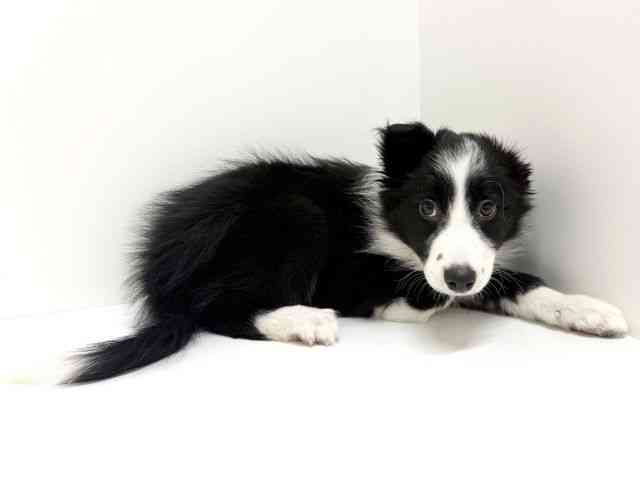 大阪府のボーダーコリー (ひごペットフレンドリーくずはモール店/2025年12月7日生まれ/女の子/ブラックホワイト)の子犬の3枚目の画像