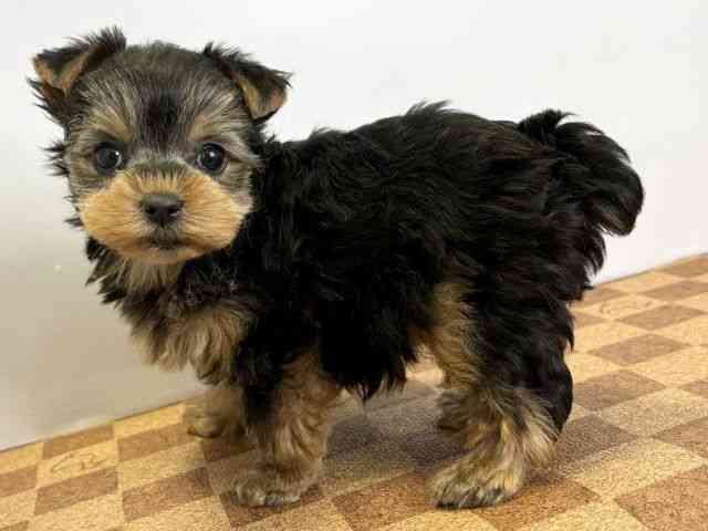 愛媛県のヨークシャーテリア (ひごペットフレンドリーエミフルMASAKI店/2025年12月8日生まれ/女の子/スチールブルータン)の子犬の3枚目の画像