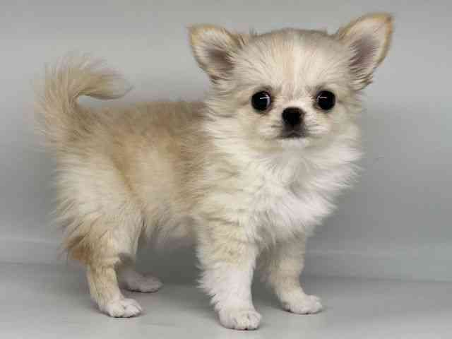 徳島県のチワワ(ロング) (ひごペットフレンドリーゆめタウン徳島店/2025年12月8日生まれ/女の子/クリームホワイト)の子犬の3枚目の画像