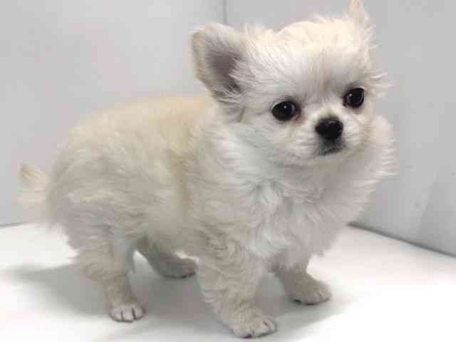 奈良県のチワワ(ロング) (ひごペットフレンドリー奈良パワーシティ店/2025年12月8日生まれ/女の子/クリーム)の子犬の3枚目の画像