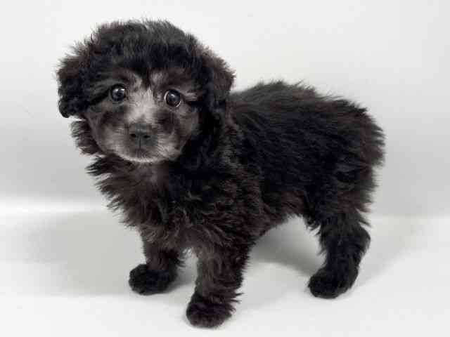 大阪府のトイプードル(トイ) (ひごペットフレンドリーイトーヨーカドー津久野店/2025年12月7日生まれ/女の子/シルバー)の子犬の3枚目の画像