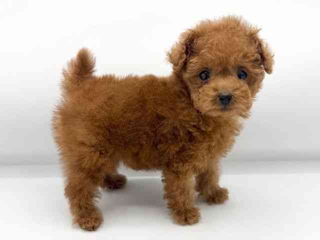 大阪府のトイプードル(トイ) (ひごペットフレンドリーららぽーとEXPOCITY店/2025年12月5日生まれ/女の子/レッド)の子犬の3枚目の画像