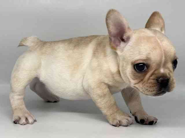 徳島県のフレンチブルドッグ (ひごペットフレンドリーゆめタウン徳島店/2025年12月7日生まれ/女の子/クリーム)の子犬の3枚目の画像
