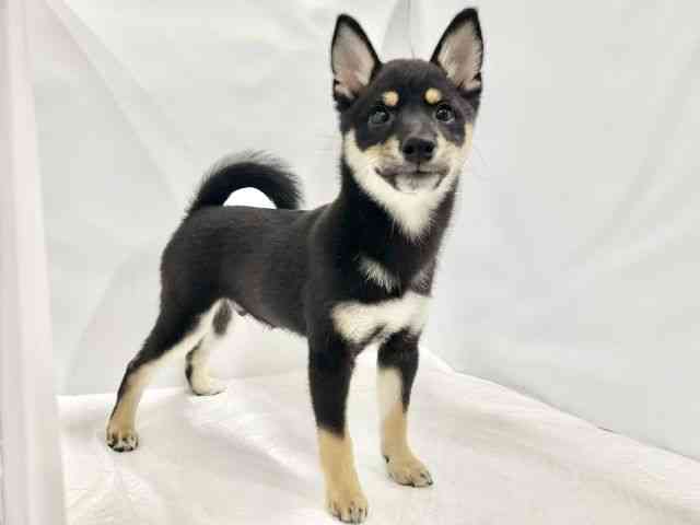 高知県の柴犬(標準サイズ) (ひごペットフレンドリーイオンモール高知店/2025年12月6日生まれ/男の子/黒)の子犬の3枚目の画像