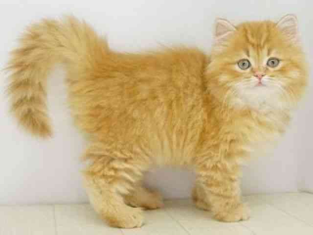 福岡県のラガマフィン (ひごペットフレンドリーゆめタウン筑紫野店/2025年12月1日生まれ/男の子/レッドタビー)の子猫の3枚目の画像