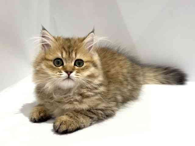 大阪府のペルシャ (ひごペットフレンドリーセブンパーク天美店/2025年12月1日生まれ/男の子/チンチラゴールデン)の子猫の3枚目の画像