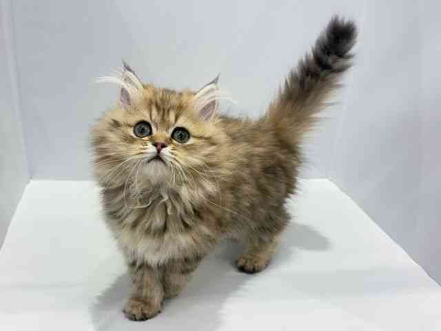 大阪府のペルシャ (ひごペットフレンドリーセブンパーク天美店/2025年12月1日生まれ/男の子/チンチラゴールデン)の子猫の3枚目の画像