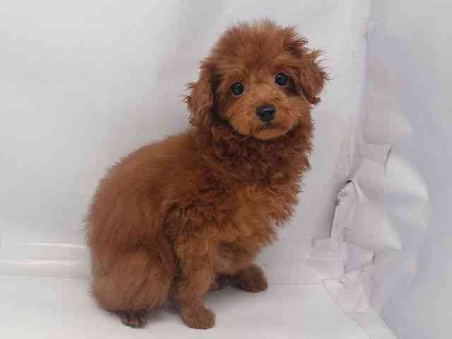 鳥取県のトイプードル(トイ) (ひごペットフレンドリーイオンモール鳥取北店/2025年12月6日生まれ/女の子/レッド)の子犬の3枚目の画像