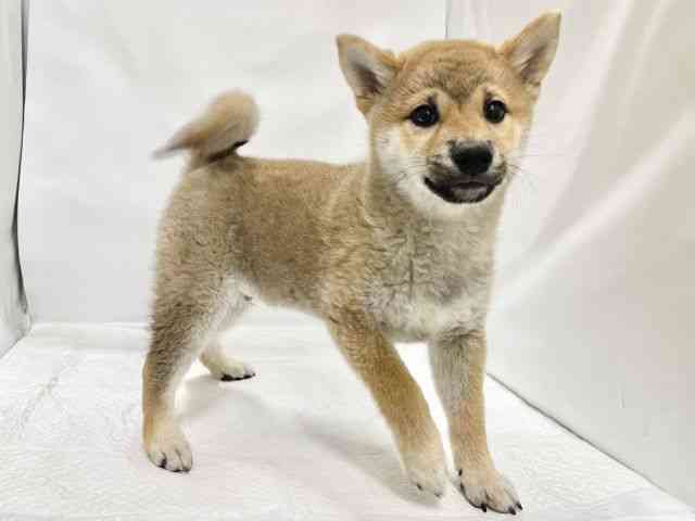 高知県の柴犬(標準サイズ) (ひごペットフレンドリーイオンモール高知店/2025年12月8日生まれ/男の子/赤)の子犬の3枚目の画像