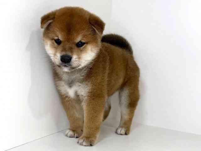 兵庫県の柴犬(標準サイズ) (ひごペットフレンドリーイトーヨーカドー明石店/2025年12月7日生まれ/男の子/赤)の子犬の3枚目の画像