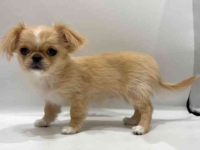 愛知県のチワペキ/ペキチー/ペキチワ(チワワ×ペキニーズ) (ひごペットフレンドリーヴィアモール アピタ江南西店/2025年12月6日生まれ/女の子/クリームホワイト)の子犬の3枚目の画像