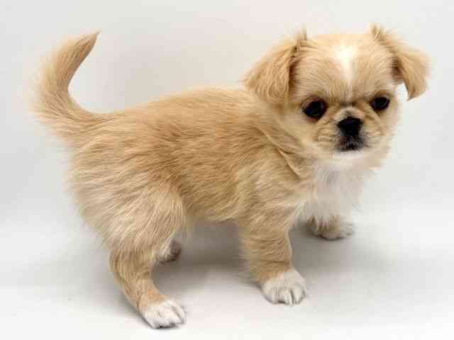 大阪府のチワペキ/ペキチー/ペキチワ(チワワ×ペキニーズ) (ひごペットフレンドリーみのおキューズモール店/2025年12月6日生まれ/女の子/クリームホワイト)の子犬の3枚目の画像