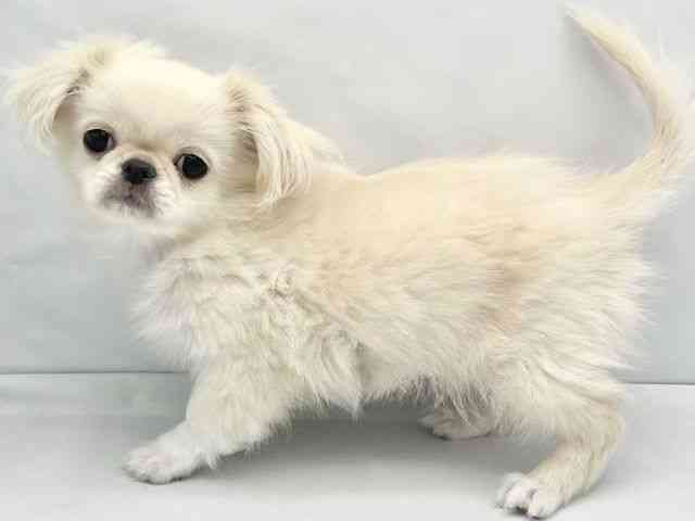 大阪府のチワペキ/ペキチー/ペキチワ(チワワ×ペキニーズ) (ひごペットフレンドリーイトーヨーカドー津久野店/2025年12月6日生まれ/男の子/クリームホワイト)の子犬の3枚目の画像