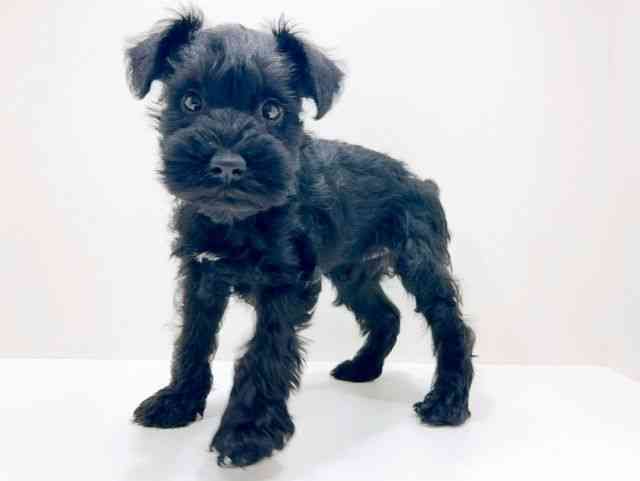 広島県のミニチュアシュナウザー (ひごペットフレンドリーフジグラン神辺店/2025年12月2日生まれ/男の子/ブラック)の子犬の3枚目の画像