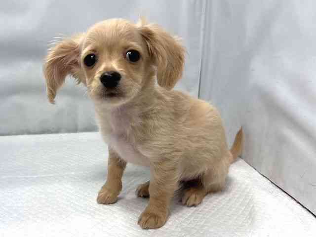 大阪府のチワックス(チワワ×ダックス) (ひごペットフレンドリー堺プラットプラット店/2025年12月6日生まれ/男の子/イエロー)の子犬の3枚目の画像