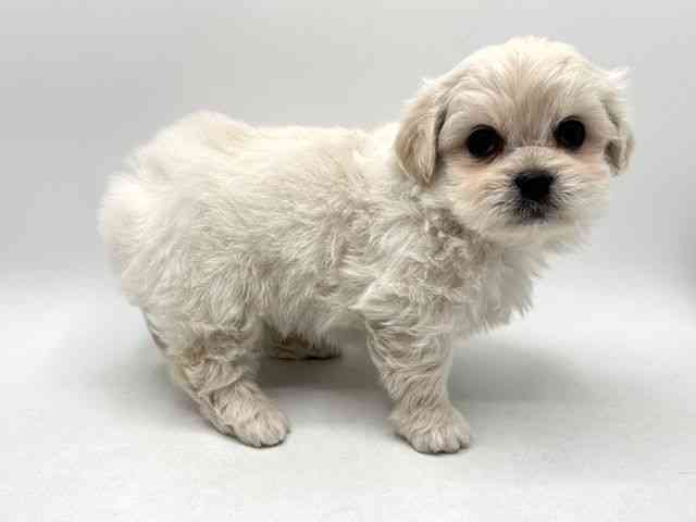 奈良県のハーフ犬・ミックス犬 (ひごペットフレンドリー田原本店/2025年12月8日生まれ/女の子/ホワイト)の子犬の3枚目の画像