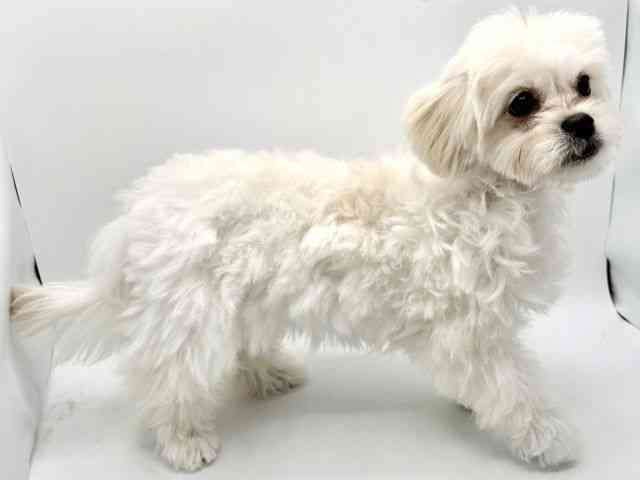 大阪府のハーフ犬・ミックス犬 (ひごペットフレンドリーみのおキューズモール店/2025年12月8日生まれ/女の子/ホワイト)の子犬の3枚目の画像