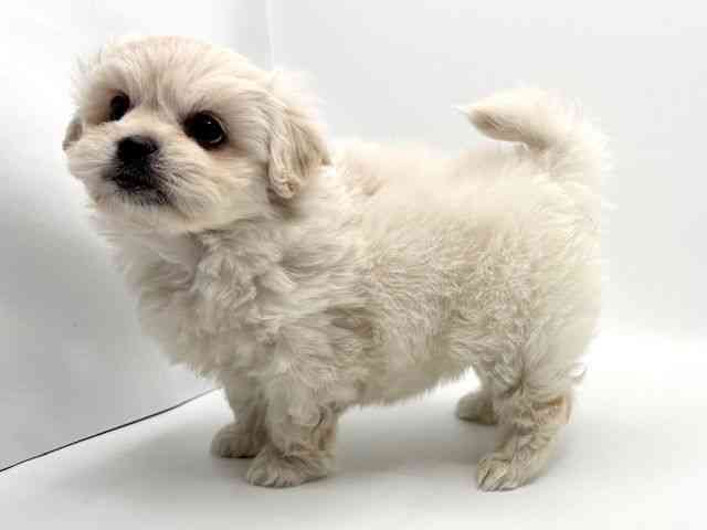 大阪府のハーフ犬・ミックス犬 (ひごペットフレンドリーみのおキューズモール店/2025年12月8日生まれ/女の子/ホワイト)の子犬の3枚目の画像