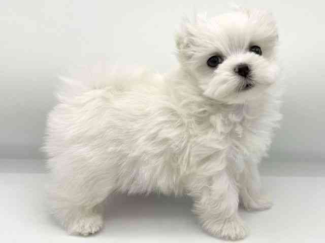 大阪府のマルチーズ (ひごペットフレンドリーららぽーとEXPOCITY店/2025年12月9日生まれ/男の子/ホワイト)の子犬の3枚目の画像