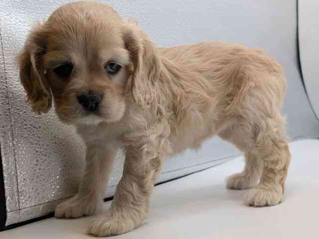 香川県のアメリカンコッカースパニエル (ひごペットフレンドリーゆめタウン高松店/2025年12月8日生まれ/女の子/バフ)の子犬の3枚目の画像