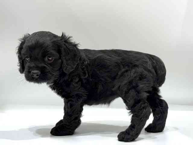 愛知県のアメリカンコッカースパニエル (ひごペットフレンドリーヴィアモール アピタ江南西店/2025年12月8日生まれ/女の子/ブラック)の子犬の3枚目の画像