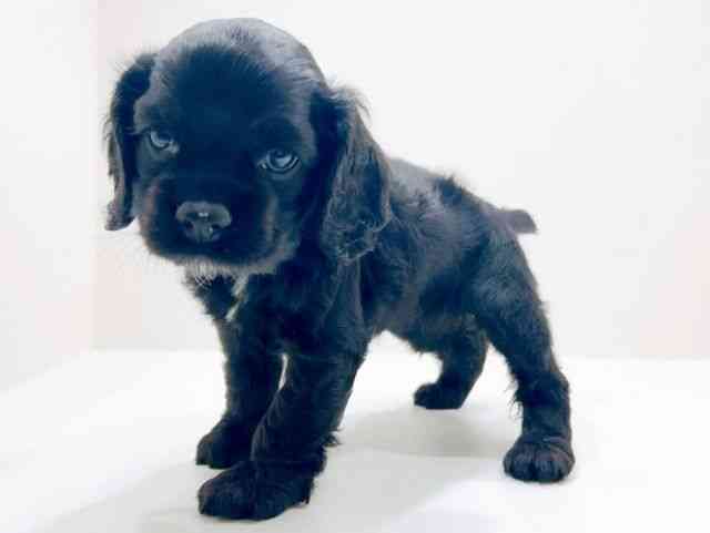 広島県のアメリカンコッカースパニエル (ひごペットフレンドリーフジグラン神辺店/2025年12月8日生まれ/女の子/ブラック)の子犬の3枚目の画像