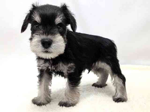 広島県のミニチュアシュナウザー (ひごペットフレンドリーゆめタウン廿日市店/2025年12月9日生まれ/男の子/ブラックシルバー)の子犬の3枚目の画像