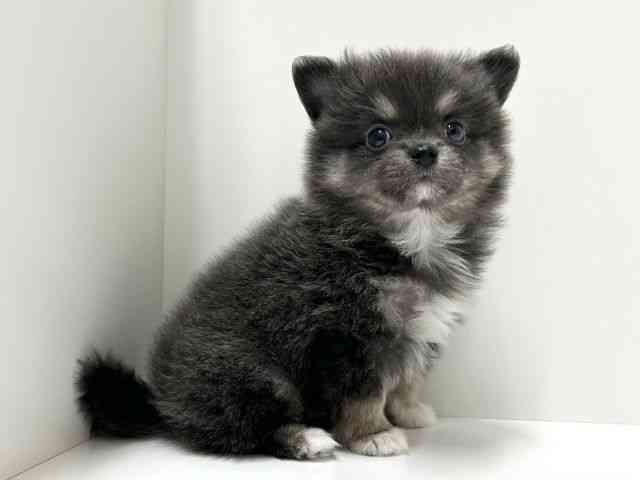 愛知県のポメチワ/チワポメ/ポメチー(ポメラニアン×チワワ) (ひごペットフレンドリーららぽーと名古屋みなとアクルス店/2025年12月6日生まれ/男の子/ブルータン)の子犬の3枚目の画像