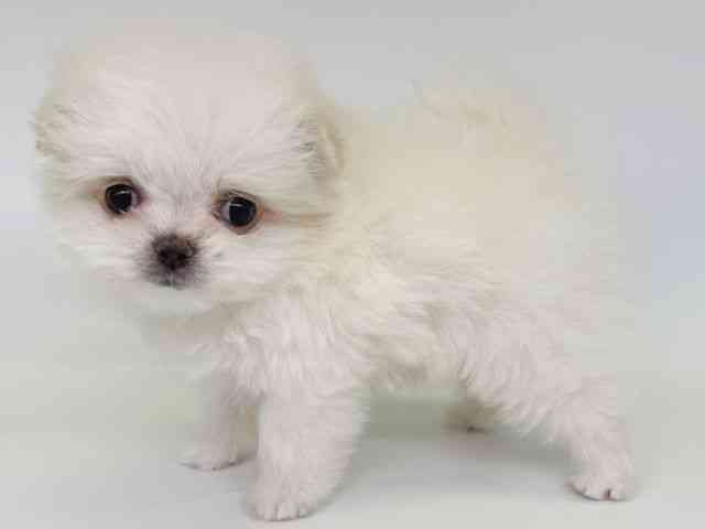 大阪府のポメマル/マルポメ(ポメラニアン×マルチーズ) (ひごペットフレンドリー瓜破店/2025年12月9日生まれ/女の子/ホワイト)の子犬の3枚目の画像