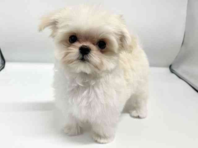 大阪府のチワマル/マルチワ(チワワ×マルチーズ) (ひごペットフレンドリーイオンタウン豊中庄内店/2025年12月8日生まれ/男の子/ホワイト)の子犬の3枚目の画像