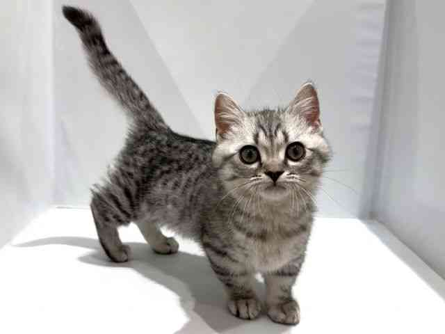 大阪府のジェネッタ (ひごペットフレンドリーセブンパーク天美店/2025年12月9日生まれ/男の子/シルバースポットタビー)の子猫の3枚目の画像