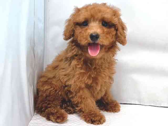 大阪府のトイプードル(トイ) (ひごペットフレンドリー堺プラットプラット店/2025年12月8日生まれ/男の子/レッド)の子犬の3枚目の画像