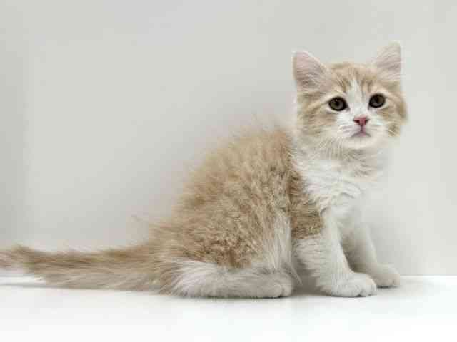 愛知県のラガマフィン (ひごペットフレンドリーららぽーと名古屋みなとアクルス店/2025年12月5日生まれ/男の子/クリームタビーホワイト)の子猫の3枚目の画像